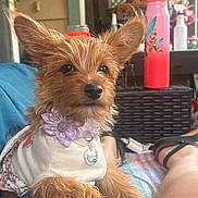 Penny is registered to the contest to win money with this photo: dog, small_dog, puppy, fluffy, ears, collar, flower, shirt, pet, lap, relaxed, outdoor, water_bottle, furniture, person, legs, casual, cozy, brown_fur, cute