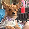 dog, small_dog, puppy, fluffy, ears, collar, flower, shirt, pet, lap, relaxed, outdoor, water_bottle, furniture, person, legs, casual, cozy, brown_fur, cute