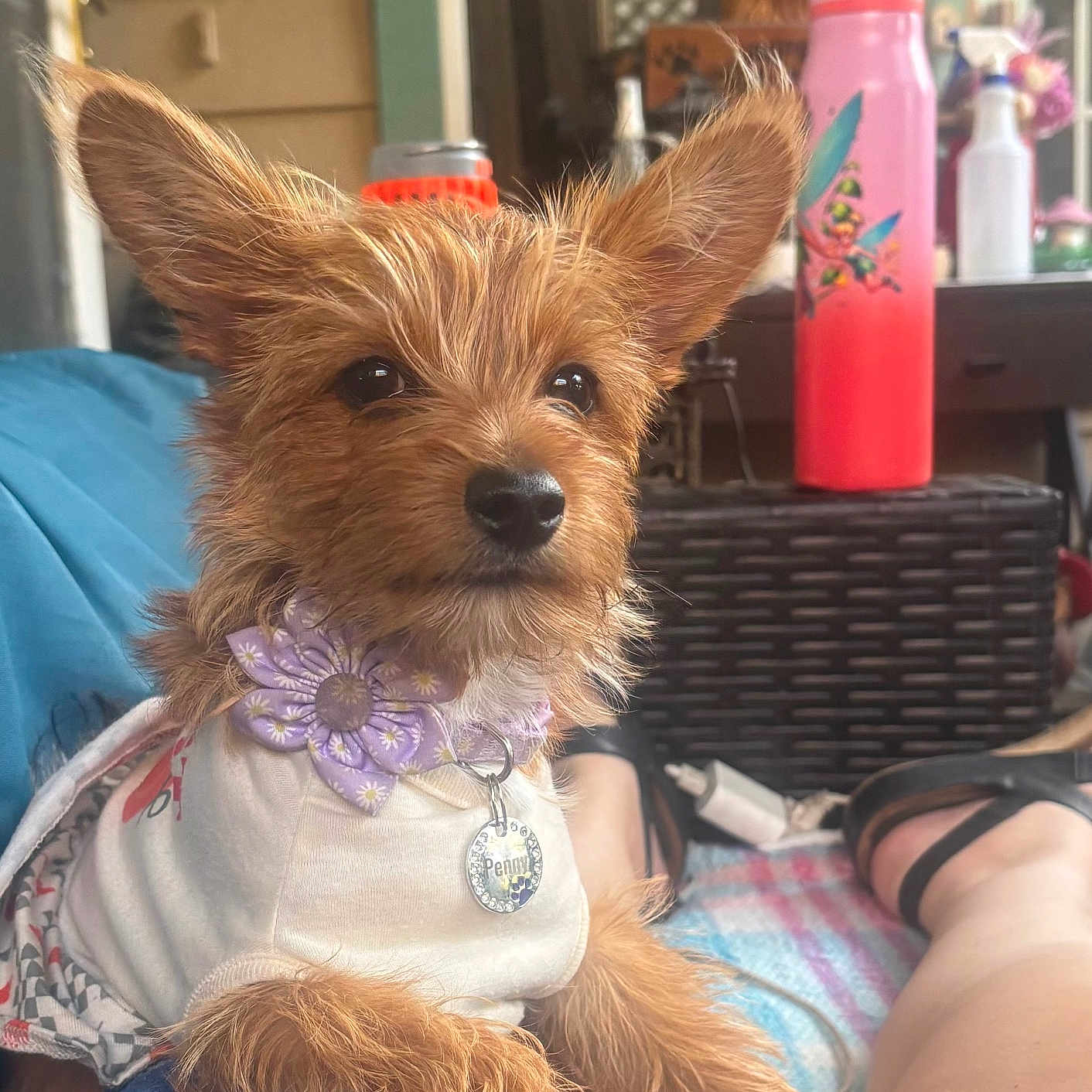 Penny is registered to the contest to win money with this photo: dog, small_dog, puppy, fluffy, ears, collar, flower, shirt, pet, lap, relaxed, outdoor, water_bottle, furniture, person, legs, casual, cozy, brown_fur, cute