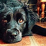 animal, black_dog, brown_eyes, canine, close_up, cute, dog, domestic_animal, expression, face, floor, fur, home, indoor, laying_down, looking, pet, portrait, resting, tile_floor