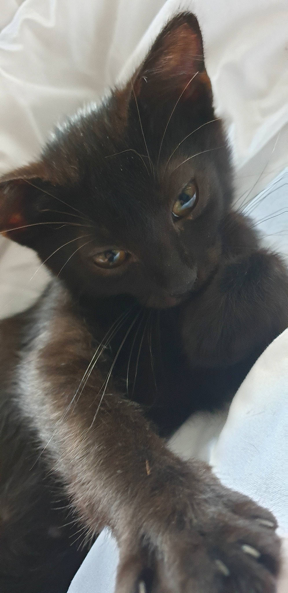 Pooky participe au concours pour gagner de l'argent avec cette photo : asian, black_cat, burmese, carnivore, cat, domestic_long_haired_cat, domestic_short_haired_cat, felidae, fur, havana_brown, javanese, kitten, korat, mammal, nebelung, polydactyl_cat, small_to_medium_sized_cats, snout, tail, whiskers