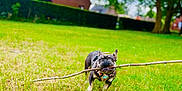 Tao a rejoint le concours — aidez-le/la à gagner de superbes lots ! dog, french_bulldog, stick, grass, outdoor, pet, canine, playful, daytime, nature, backyard, animal, cute, fun, happy, small_dog, walking, grass_field, house, tree