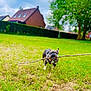 dog, french_bulldog, stick, grass, outdoor, pet, canine, playful, daytime, nature, backyard, animal, cute, fun, happy, small_dog, walking, grass_field, house, tree