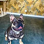Tao a rejoint le concours — aidez-le/la à gagner de superbes lots ! dog, french_bulldog, pet, smiling, indoor, floor, wallpaper, blue_floor, yellow_wallpaper, animal, cute, happy, ears_up, tongue_out, short_hair, brown_coat, white_markings, looking_up, standing, domestic