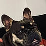 dog, french_bulldog, pet, close_up, indoor, animal, face, ears, teeth, black_fur, brown_fur, couch, wall, clock, portrait, expression, cute, companion, sitting, domestic