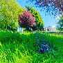 Tao a rejoint le concours — aidez-le/la à gagner de superbes lots ! dog, french_bulldog, grass, greenery, trees, nature, outdoor, sunny, blue_sky, pet, animal, tongue_out, ears_up, meadow, summer, playful, canine, field, relaxing, bright