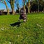 animal, blue_sky, canine, daisies, daytime, dog, flowers, french_bulldog, grass, happy, jumping, nature, outdoor, park, pet, playful, running, spring, sunny, trees