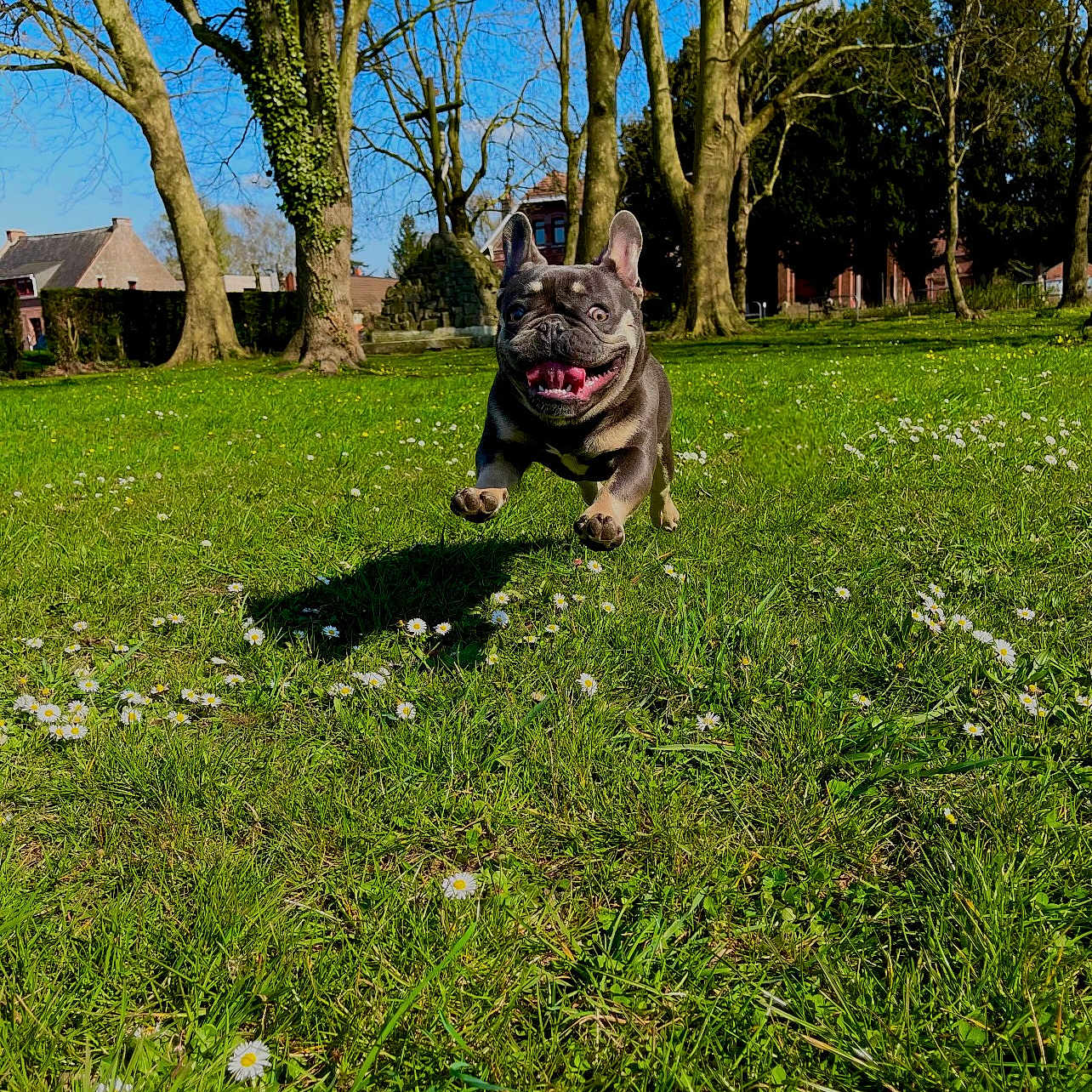 Tao a rejoint le concours — aidez-le/la à gagner de superbes lots ! animal, blue_sky, canine, daisies, daytime, dog, flowers, french_bulldog, grass, happy, jumping, nature, outdoor, park, pet, playful, running, spring, sunny, trees