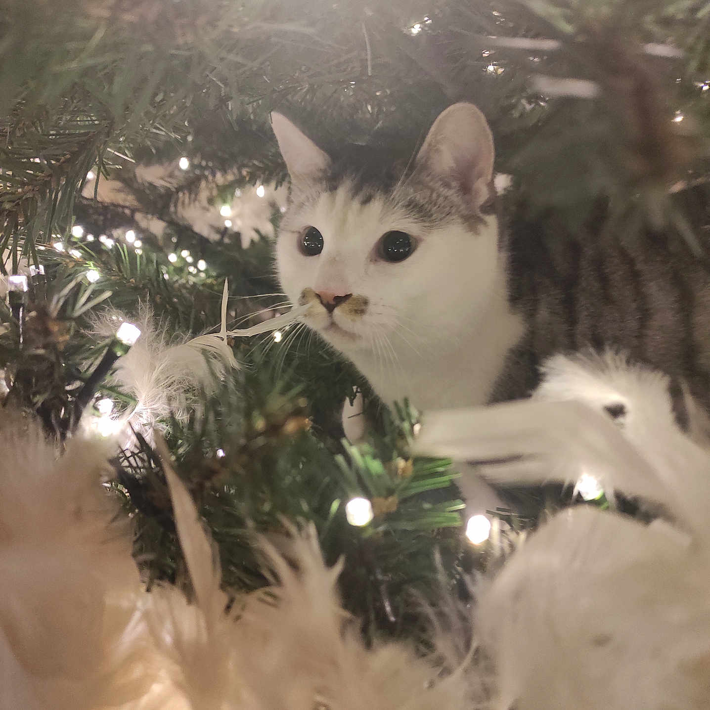 Milo a rejoint le concours — aidez-le/la à gagner de superbes lots ! animal, cat, christmas_tree, closeup, curious, cute, decorations, eyes, feathers, festive, fur, gray, holiday, indoor, lights, nature, pet, tabby, whiskers, white