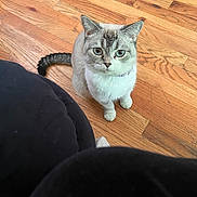 Brooklyn is registered to the contest to win money with this photo: animal, blue_eyes, cat, collar, curious, cute, domestic_animal, ears, feline, flooring, fur, house_pet, indoor, looking_up, mammal, pet, sitting, tail, whiskers, wooden_floor
