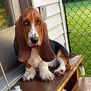 Betty joined the competition — help win amazing prizes! basset_hound, puppy, dog, pet, bench, wooden_bench, ear, droopy_eyes, outdoor, grass, fence, radio, house, porch, paw, tail, door, animal, canine, closeup