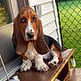 basset_hound, puppy, dog, pet, bench, wooden_bench, ear, droopy_eyes, outdoor, grass, fence, radio, house, porch, paw, tail, door, animal, canine, closeup