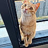 cat, ginger_cat, windowsill, window, curious, pet, animal, feline, indoor, looking_up, ears, whiskers, closeup, orange, domestic_cat, cute, young_cat, outdoor_background, fence, portrait
