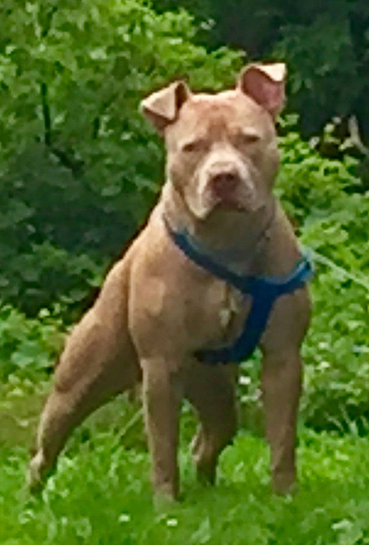 Romeo joined the competition — help win amazing prizes! canidae, carnivore, collar, companion_dog, dog, dog_breed, dog_collar, fawn, grass, liver, non_sporting_group, plant, sporting_group, tail, terrestrial_animal, working_animal