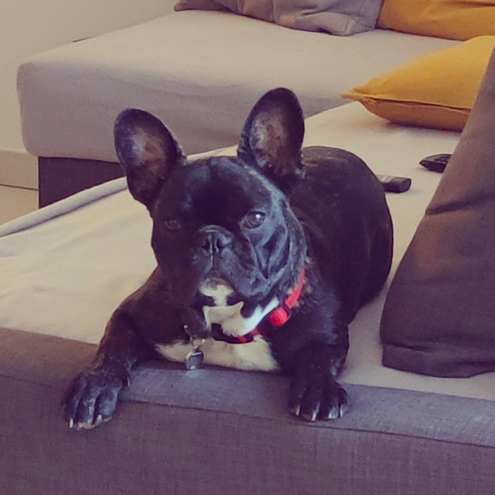 Negan a rejoint le concours — aidez-le/la à gagner de superbes lots ! canidae, carmine, carnivore, comfort, companion_dog, couch, dog, dog_breed, dog_collar, ear, eye, fawn, flooring, french_bulldog, fur, sporting_group, square, toy_dog, whiskers, working_animal