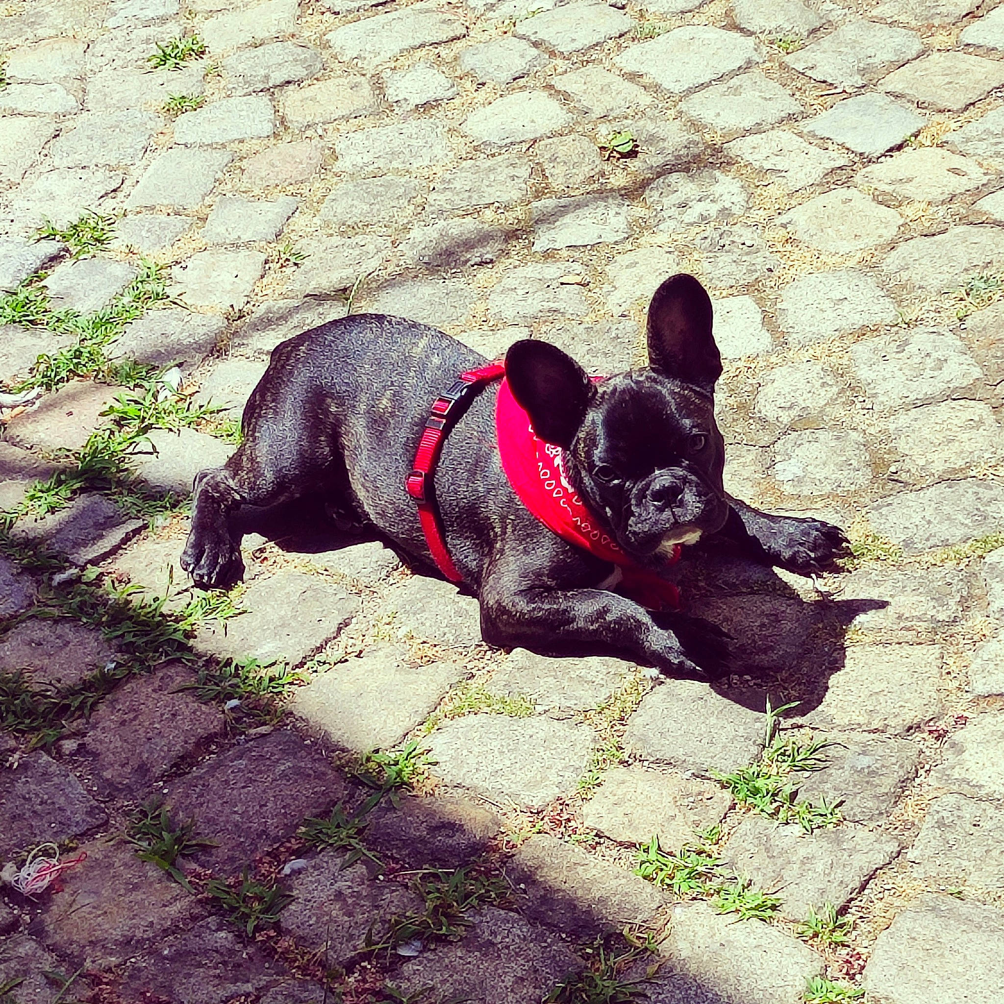 Negan participe au concours pour gagner de l'argent avec cette photo : carmine, carnivore, companion_dog, dog, dog_breed, dog_collar, fawn, flooring, grass, guard_dog, magenta, paw, pet_supply, plant, road_surface, shadow, tail, tints_and_shades, toy_dog, working_animal