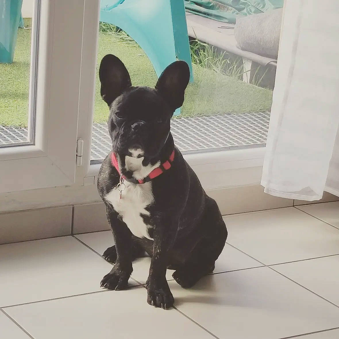 Negan participe au concours pour gagner de l'argent avec cette photo : boston_terrier, canidae, carnivore, collar, companion_dog, dog, dog_breed, dog_collar, dog_supply, fawn, flooring, fur, leash, pet_supply, snout, tail, toy_dog, whiskers, window, working_animal