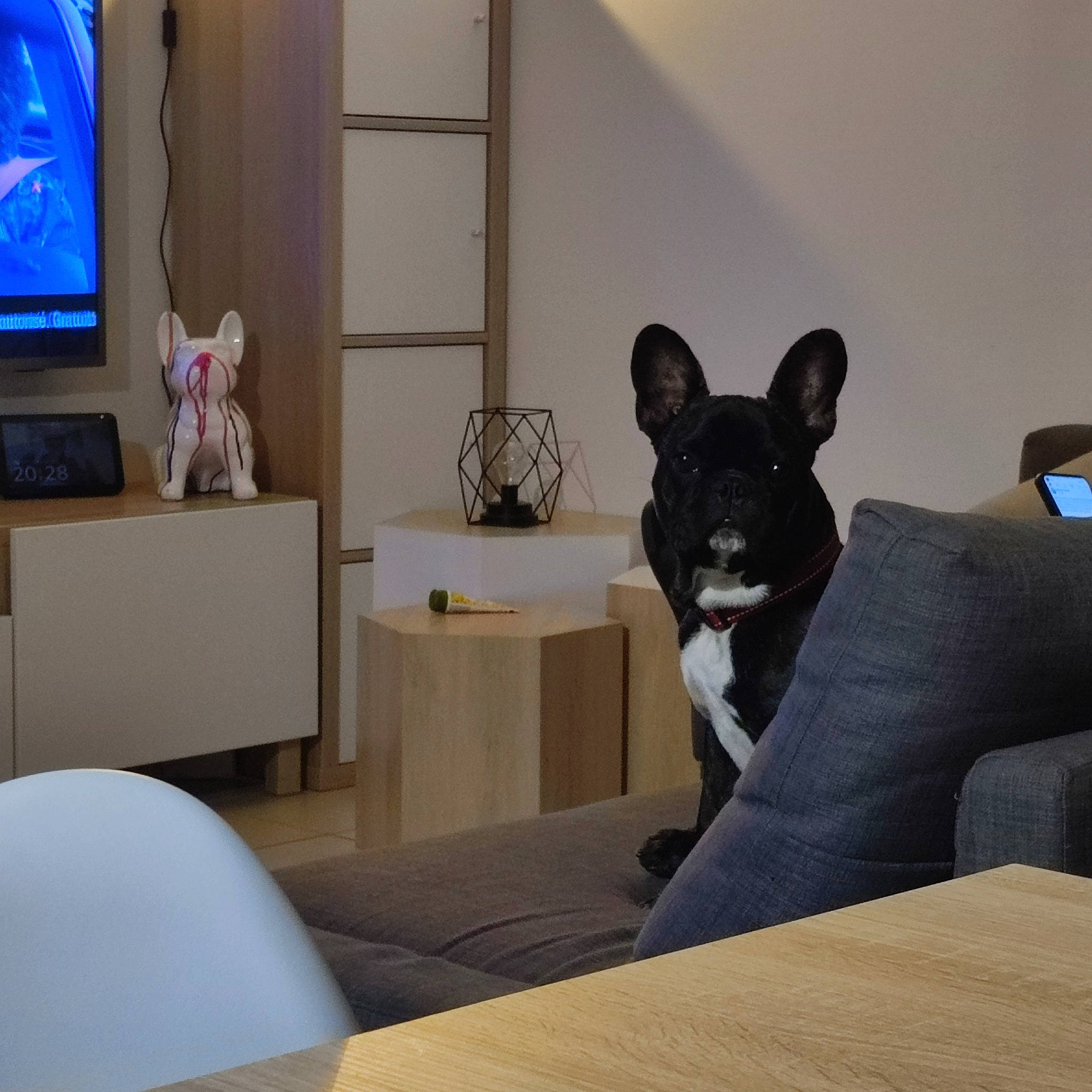 Negan a rejoint le concours — aidez-le/la à gagner de superbes lots ! carnivore, comfort, companion_dog, display_device, dog, dog_breed, fawn, felidae, floor, flooring, furniture, grey, hardwood, interior_design, linens, living_room, table, television, window, wood