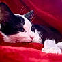 animal, black_and_white, cat, close_up, cozy, cute, domestic_cat, feline, fur, indoor, kitten, pet, portrait, red_blanket, relaxed, resting, sleepy, soft_texture, whiskers, young_cat