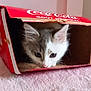 kitten, cat, cardboard_box, coca_cola, pet, fur, curious, pink, soft, cute, animal, indoor, whiskers, playful, small, young, feline, resting, cozy, closeup