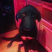 Luna joined the competition — help win amazing prizes! appliance, black_dog, cabinet, cord, countertop, dog, ears, eyes, face, indoor, kitchen, neon_lighting, paws, pet, pink_light, shadow, sitting, snout, tile_floor, white_chest_patch