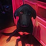 appliance, black_dog, cabinet, cord, countertop, dog, ears, eyes, face, indoor, kitchen, neon_lighting, paws, pet, pink_light, shadow, sitting, snout, tile_floor, white_chest_patch