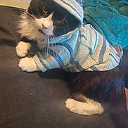 Ghost joined the competition — help win amazing prizes! cat, tuxedo_cat, pet, hoodie, sweater, whiskers, paws, indoor, blanket, couch, fur, portrait, cozy, looking_at_camera, black_and_white, feline, pet_clothing, cute, relaxed, bed