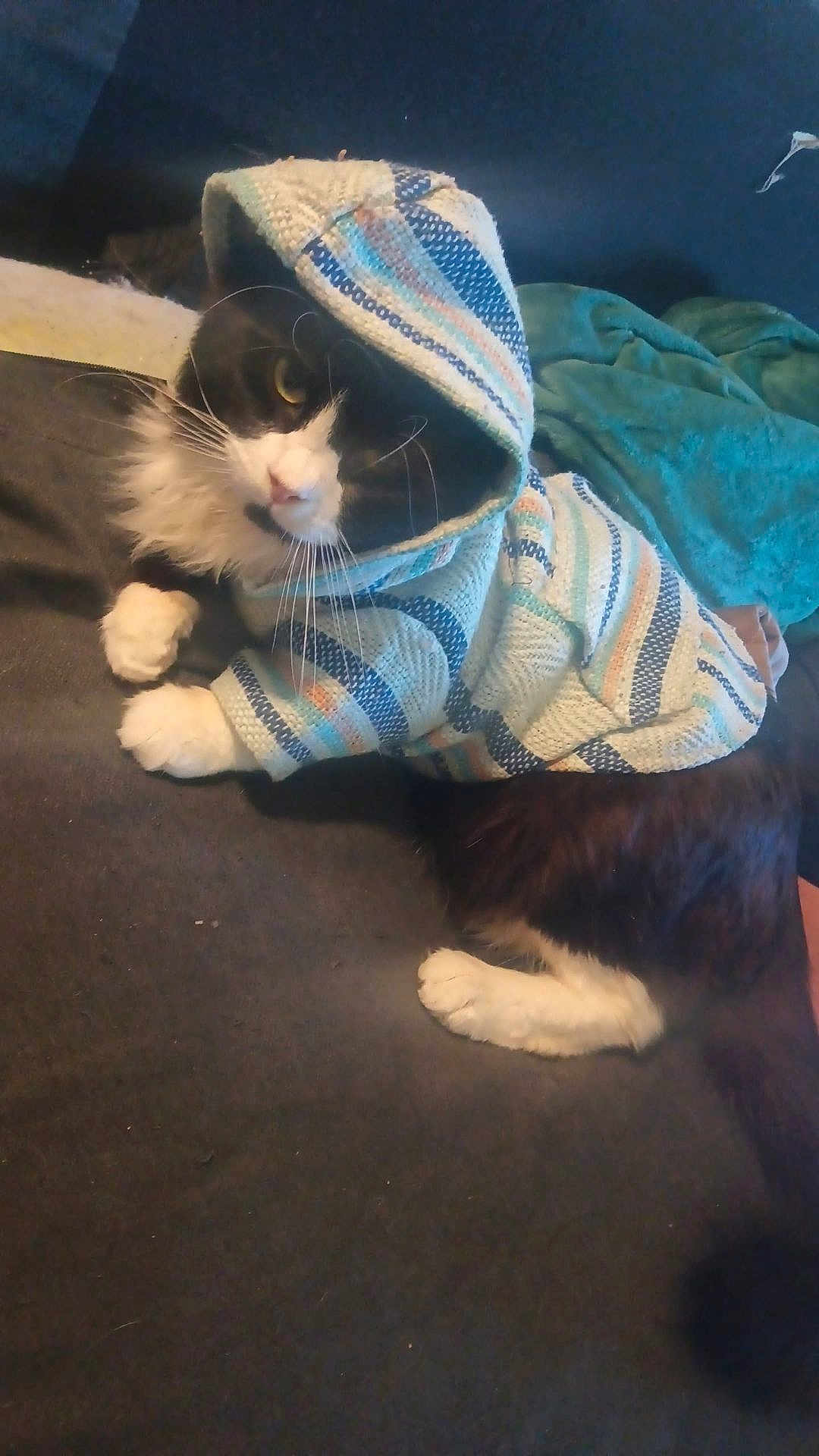 Ghost joined the competition — help win amazing prizes! cat, tuxedo_cat, pet, hoodie, sweater, whiskers, paws, indoor, blanket, couch, fur, portrait, cozy, looking_at_camera, black_and_white, feline, pet_clothing, cute, relaxed, bed