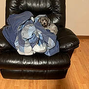 Shadow is registered to the contest to win money with this photo: blanket, blue_pattern, comfortable, cozy, cute, dog, flooring, fur, grey_fur, home_interior, indoor, leather_chair, living_room, looking_at_camera, pet, recliner, seat, small_dog, upholstery, wood_floor