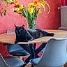 black_cat, cat, animal, pet, feline, lying_down, relaxed, indoor, dining_room, dining_table, chairs, furniture, flowers, bouquet, vase, orange_flowers, yellow_flowers, red_wall, home_decor, photography