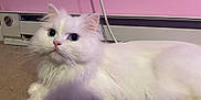 Angel is registered to the contest to win money with this photo: cat, white_cat, fluffy, long_hair, pet, indoor, carpet, pink_wall, baseboard, cable, blue_eyes, whiskers, pink_nose, close_up, portrait, lying_down, relaxed, fur, cute, wide_eyes
