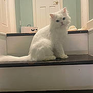Angel joined the competition — help win amazing prizes! cat, white_cat, fluffy, long_hair, pet, stairs, indoor, door, slipper, shopping_bag, tail, whiskers, blue_eyes, sitting, portrait, curious, household, step, fur, looking_at_camera