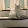 cat, white_cat, fluffy, long_hair, pet, stairs, indoor, door, slipper, shopping_bag, tail, whiskers, blue_eyes, sitting, portrait, curious, household, step, fur, looking_at_camera
