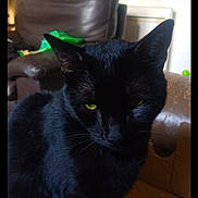 Tic a rejoint le concours — aidez-le/la à gagner de superbes lots ! animal, black_cat, box, cardboard, cat, close_up, domestic_cat, ear, feline, fur, green_eyes, home, indoor, leather_chair, living_room, pet, resting, shadow, sitting, whiskers