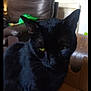animal, black_cat, box, cardboard, cat, close_up, domestic_cat, ear, feline, fur, green_eyes, home, indoor, leather_chair, living_room, pet, resting, shadow, sitting, whiskers