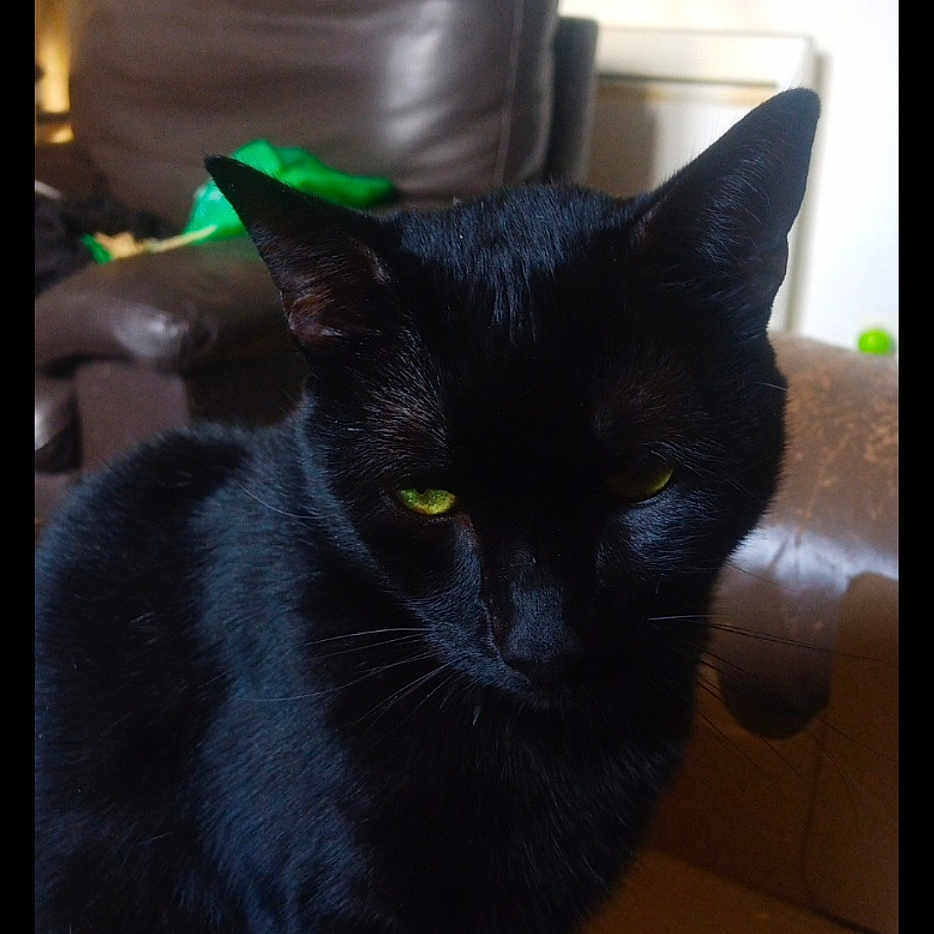 Tic a rejoint le concours — aidez-le/la à gagner de superbes lots ! animal, black_cat, box, cardboard, cat, close_up, domestic_cat, ear, feline, fur, green_eyes, home, indoor, leather_chair, living_room, pet, resting, shadow, sitting, whiskers