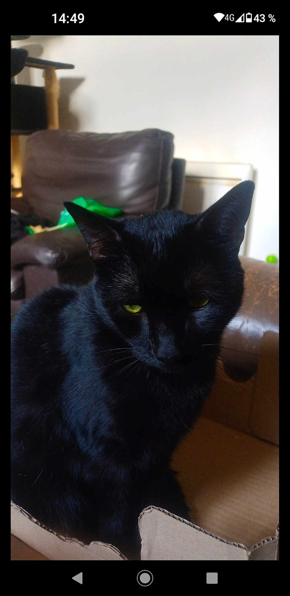 Tic a rejoint le concours — aidez-le/la à gagner de superbes lots ! animal, black_cat, box, cardboard, cat, close_up, domestic_cat, ear, feline, fur, green_eyes, home, indoor, leather_chair, living_room, pet, resting, shadow, sitting, whiskers