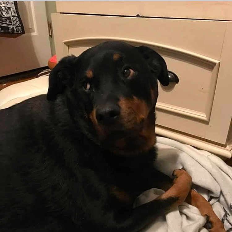 Ava is registered to the contest to win money with this photo: animal, blanket, cabinet, canine, couch, doctor, dog, door, drawer, furniture, homedecor, hound, indoors, labradorretriever, laundry, person, pet, puppy, sleeping, wood