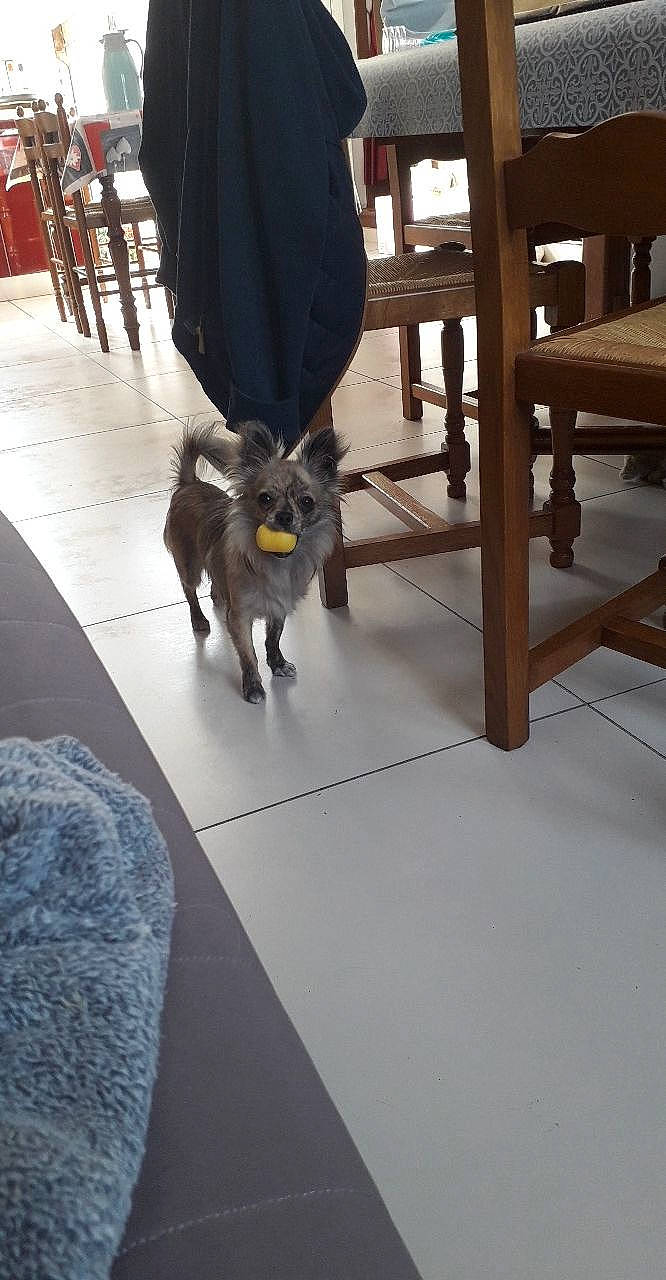 Oliver participe au concours pour gagner de l'argent avec cette photo : canidae, carnivore, dog, dog_breed, floor, flooring, hardwood, table, tile, wood