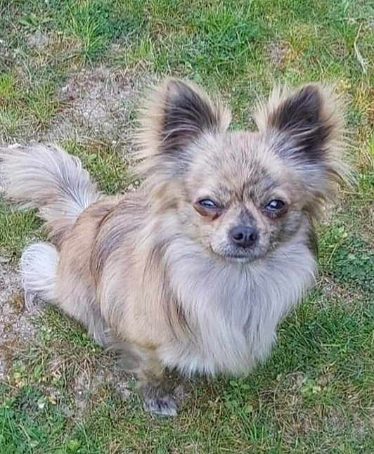 Oliver