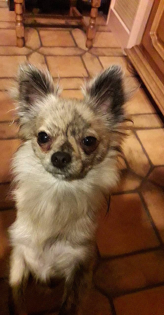 Oliver participe au concours pour gagner de l'argent avec cette photo : canidae, carnivore, chihuahua, chinese_imperial_dog, companion_dog, dog, dog_breed, ear, eye, fawn, fur, mammal, puppy, rare_breed_dog, snout, sporting_group, toy_dog, vertebrate, whiskers