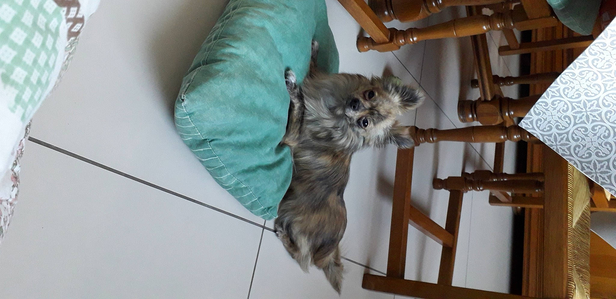 Oliver participe au concours pour gagner de l'argent avec cette photo : carnivore, cat, felidae, kitten, maine_coon, norwegian_forest_cat, small_to_medium_sized_cats, tail, whiskers