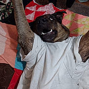 Justin Mabary is registered to the contest to win money with this photo: animal, black, brown, canine, colorful, cute, dog, fabric, fur, happy, home, indoor, lying_down, paw, pet, playful, quilt, smiling, tshirt, white
