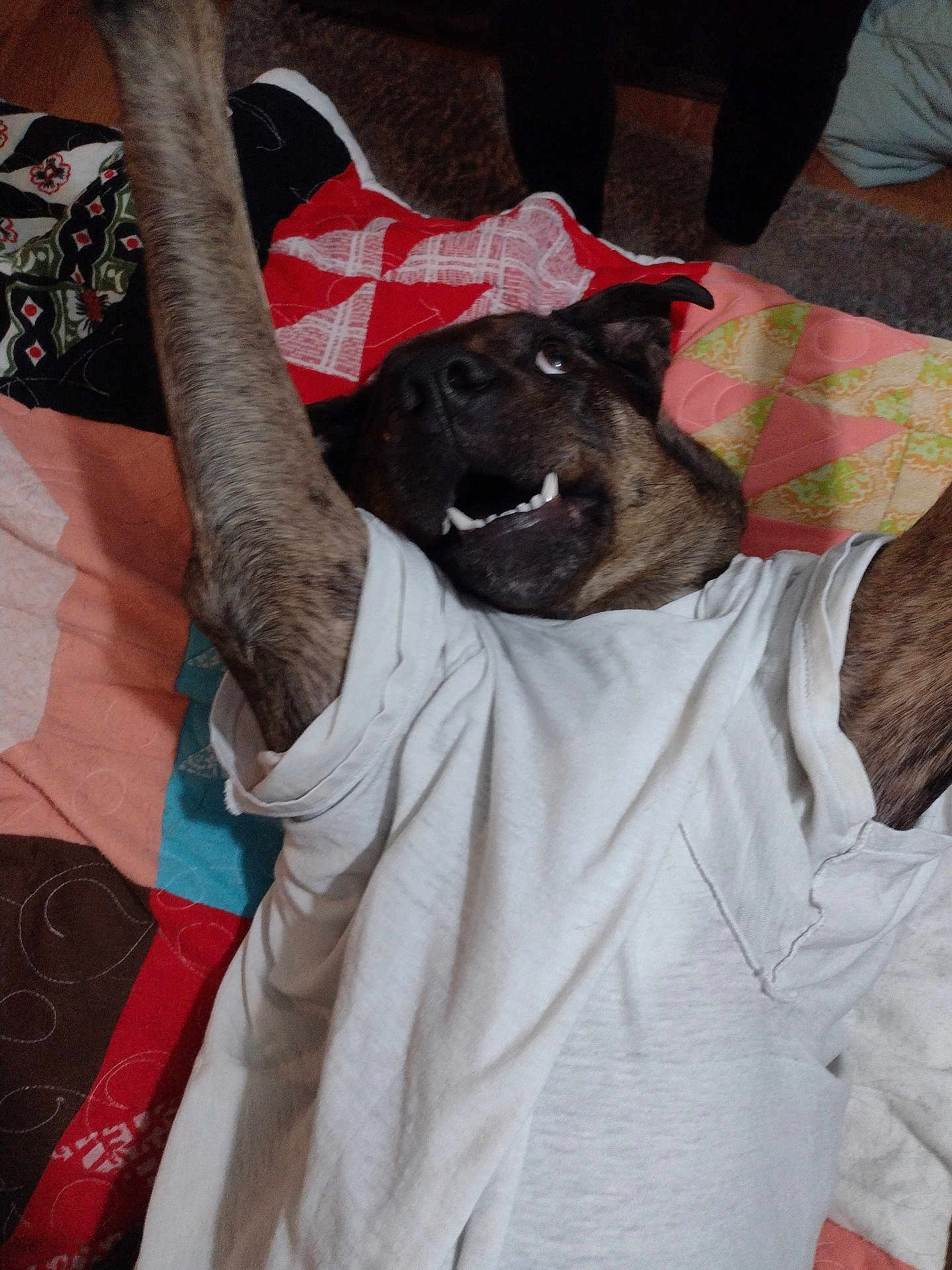 Justin Mabary is registered to the contest to win money with this photo: animal, black, brown, canine, colorful, cute, dog, fabric, fur, happy, home, indoor, lying_down, paw, pet, playful, quilt, smiling, tshirt, white