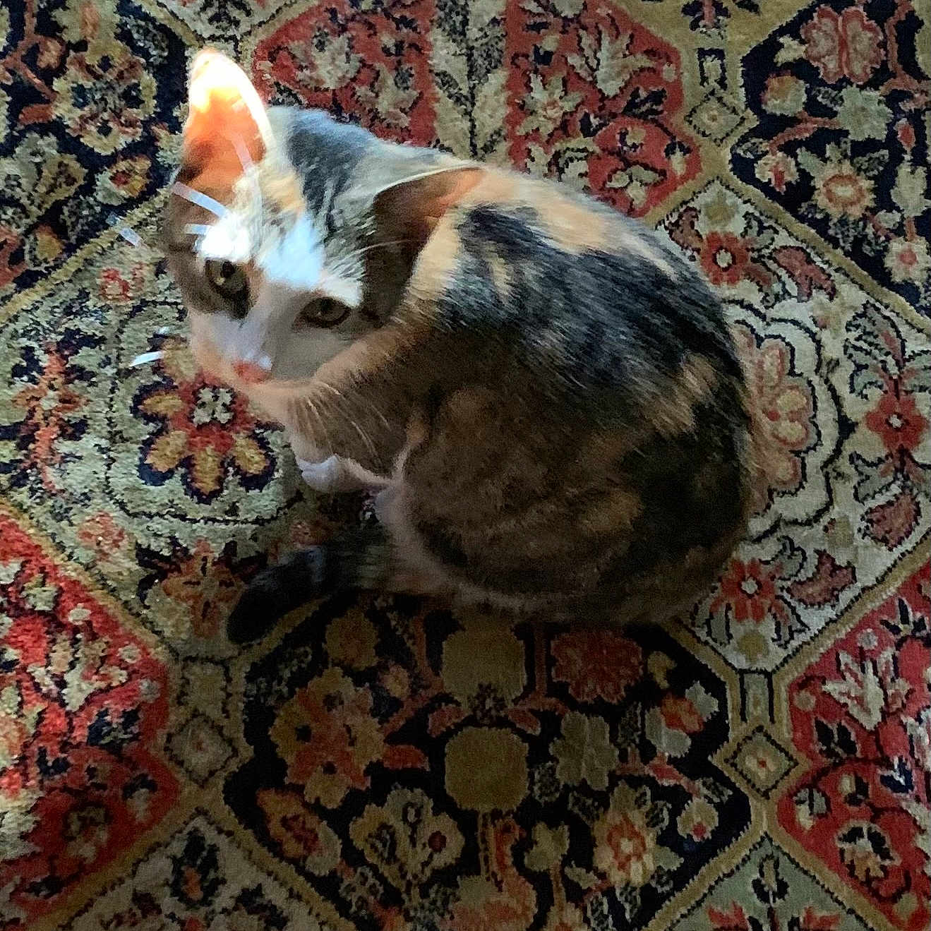 Josephine