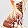 Pharaon