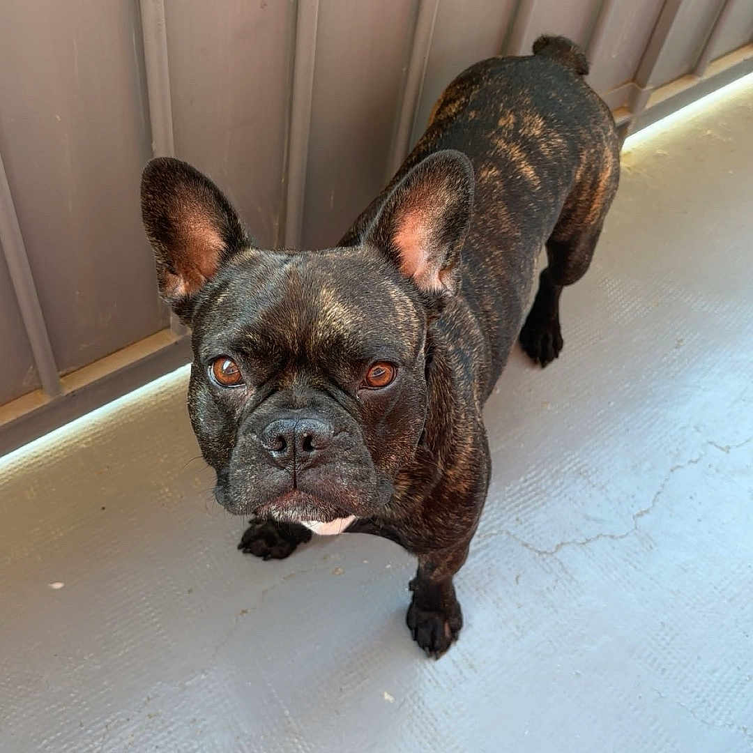 Tic a rejoint le concours — aidez-le/la à gagner de superbes lots ! animal, brindle, brown_eyes, canine, companion, curious, cute, dog, domestic, ears, floor, french_bulldog, indoor, looking_up, pet, short_hair, snout, standing, texture, wall