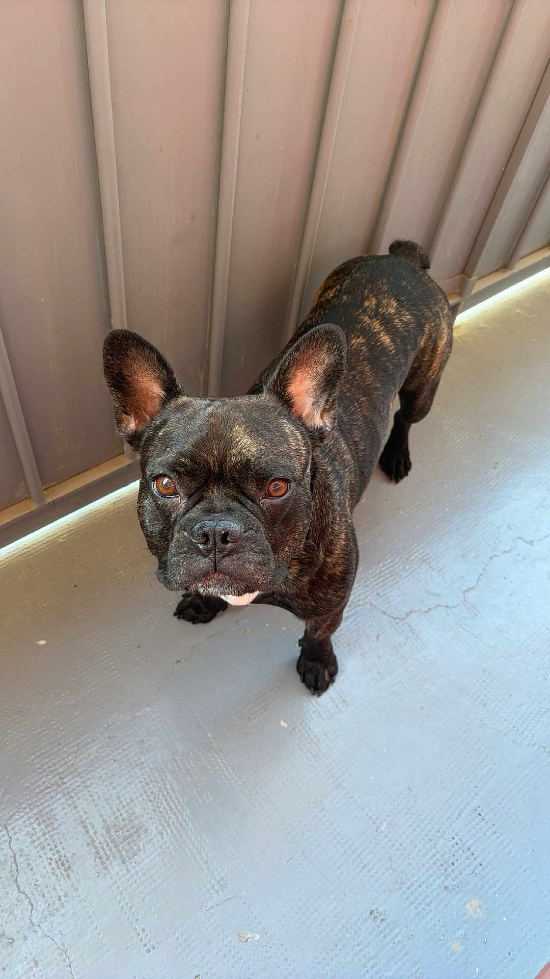 Tic a rejoint le concours — aidez-le/la à gagner de superbes lots ! dog, french_bulldog, brindle, pet, animal, canine, looking_up, ears, floor, wall, indoor, texture, curious, brown_eyes, standing, snout, short_hair, companion, domestic, cute