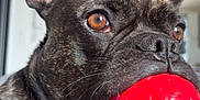 Tic participe au concours pour gagner de l'argent avec cette photo : dog, french_bulldog, pet, animal, indoor, close_up, red_ball, toy, brindle_coat, ears, face, mouth, whiskers, alert, playful, brown_eyes, fur, domestic_animal, companion, cute