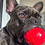 dog, french_bulldog, pet, animal, indoor, close_up, red_ball, toy, brindle_coat, ears, face, mouth, whiskers, alert, playful, brown_eyes, fur, domestic_animal, companion, cute